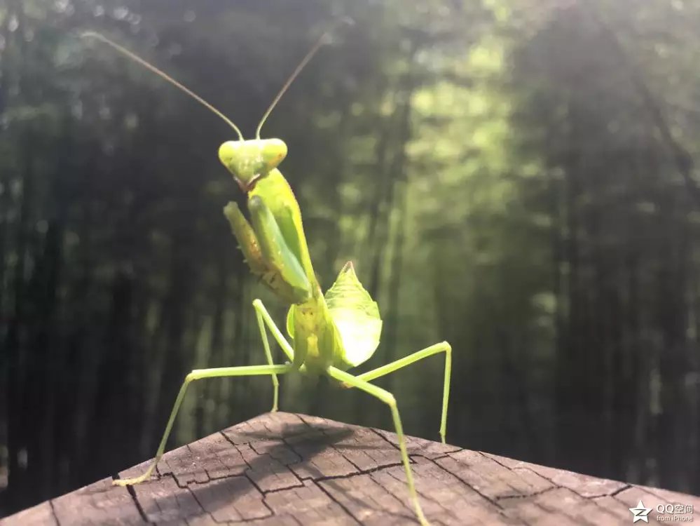 宜兴江南竹海,大美宜兴竹海