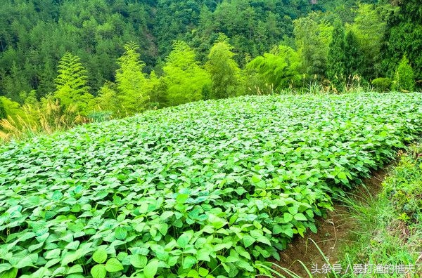 农民总结的种地顺口溜,老祖宗总结的种地顺口溜