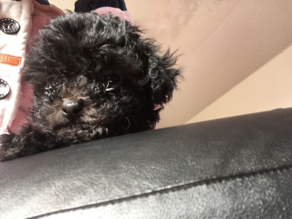 怀孕贵宾狗狗快生了的征兆,贵宾犬受孕后几个月生