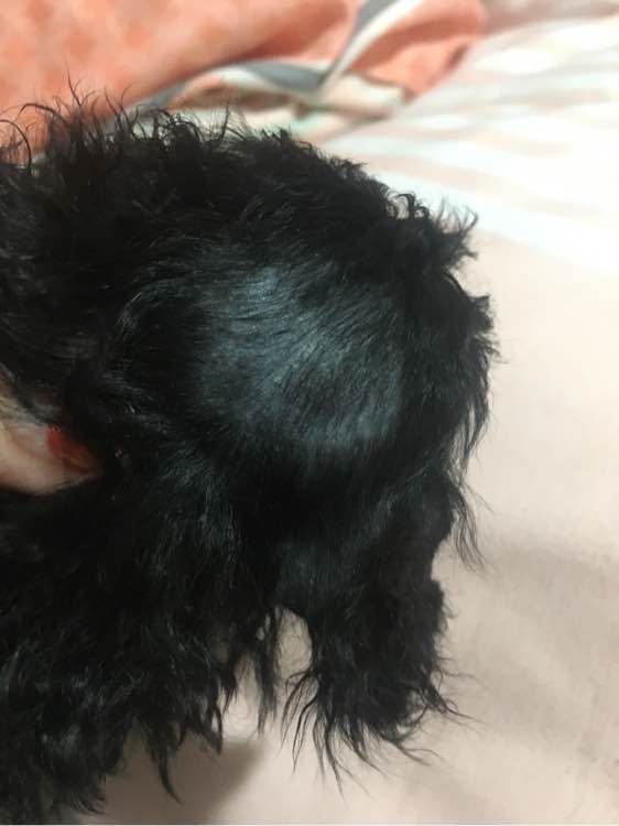 怀孕贵宾狗狗快生了的征兆,贵宾犬受孕后几个月生