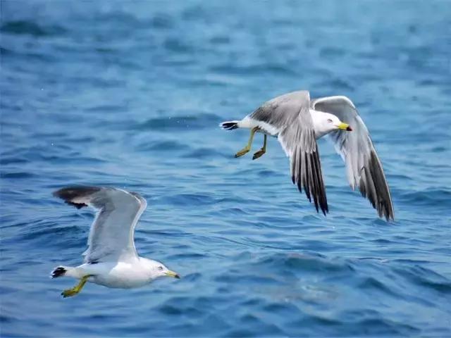 大连大长山岛旅游一日游,长兴岛旅游攻略大连