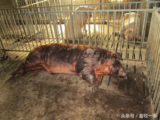 养猪技术小知识,养猪技术口诀