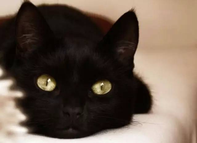 最常见的五种中华田园猫,中华田园猫有哪几种常见的