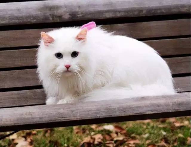 最常见的五种中华田园猫,中华田园猫有哪几种常见的