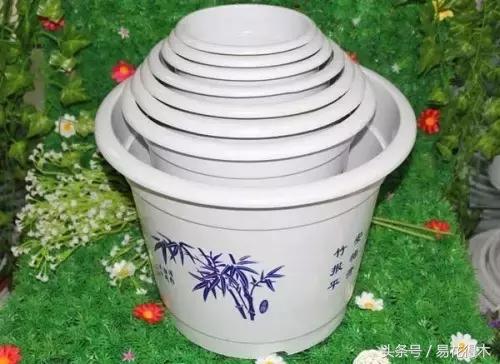 陶瓷花盆适合种什么花,仿瓷的花盆养花好吗