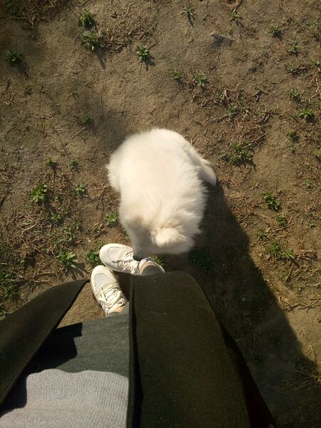 萨摩耶特别粘人怎么解决,萨摩耶特别粘人怎么办