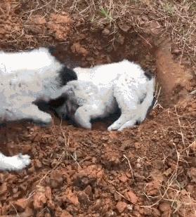 俗话说“虎毒不食子”，微笑天使萨摩耶咬死刚出生的小哈士奇