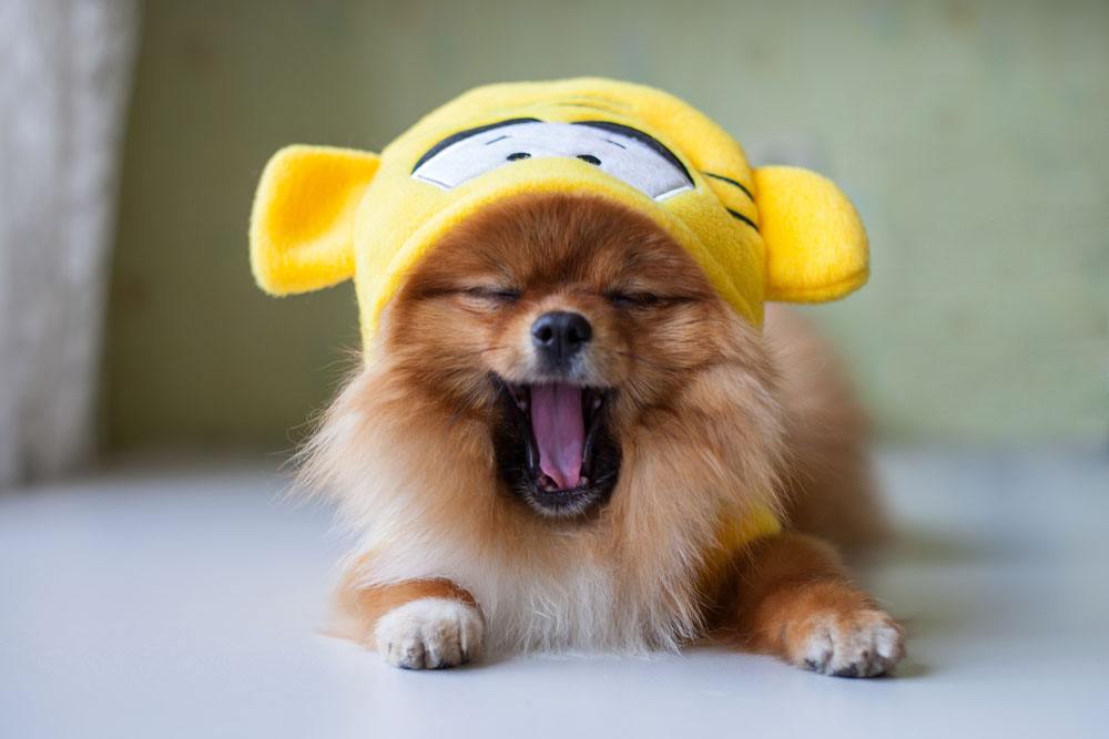 开个最简单的宠物店需要多少钱,养宠物赚钱开宠物店一年能赚多少