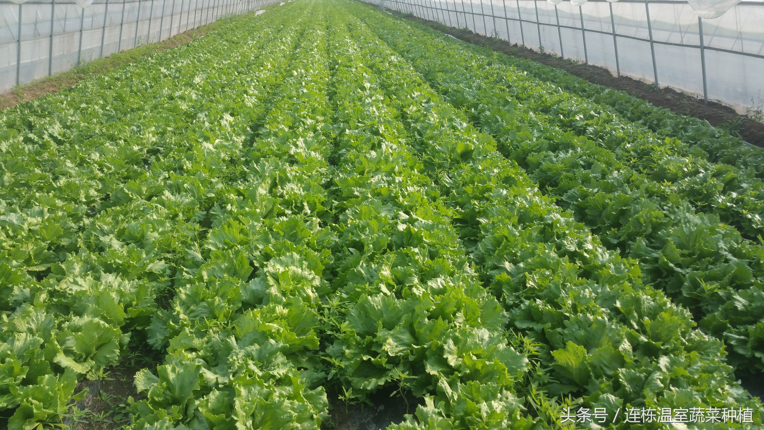 菜贩的辛苦,菜贩的心酸