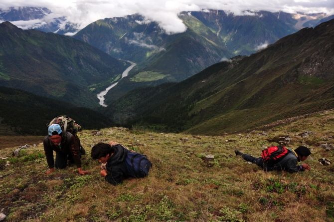 冬虫夏草对肺有什么功效,你对春天的美景了解多少