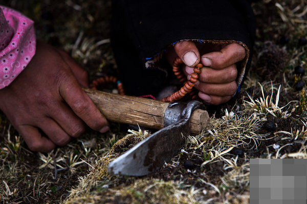 冬虫夏草对肺有什么功效,你对春天的美景了解多少