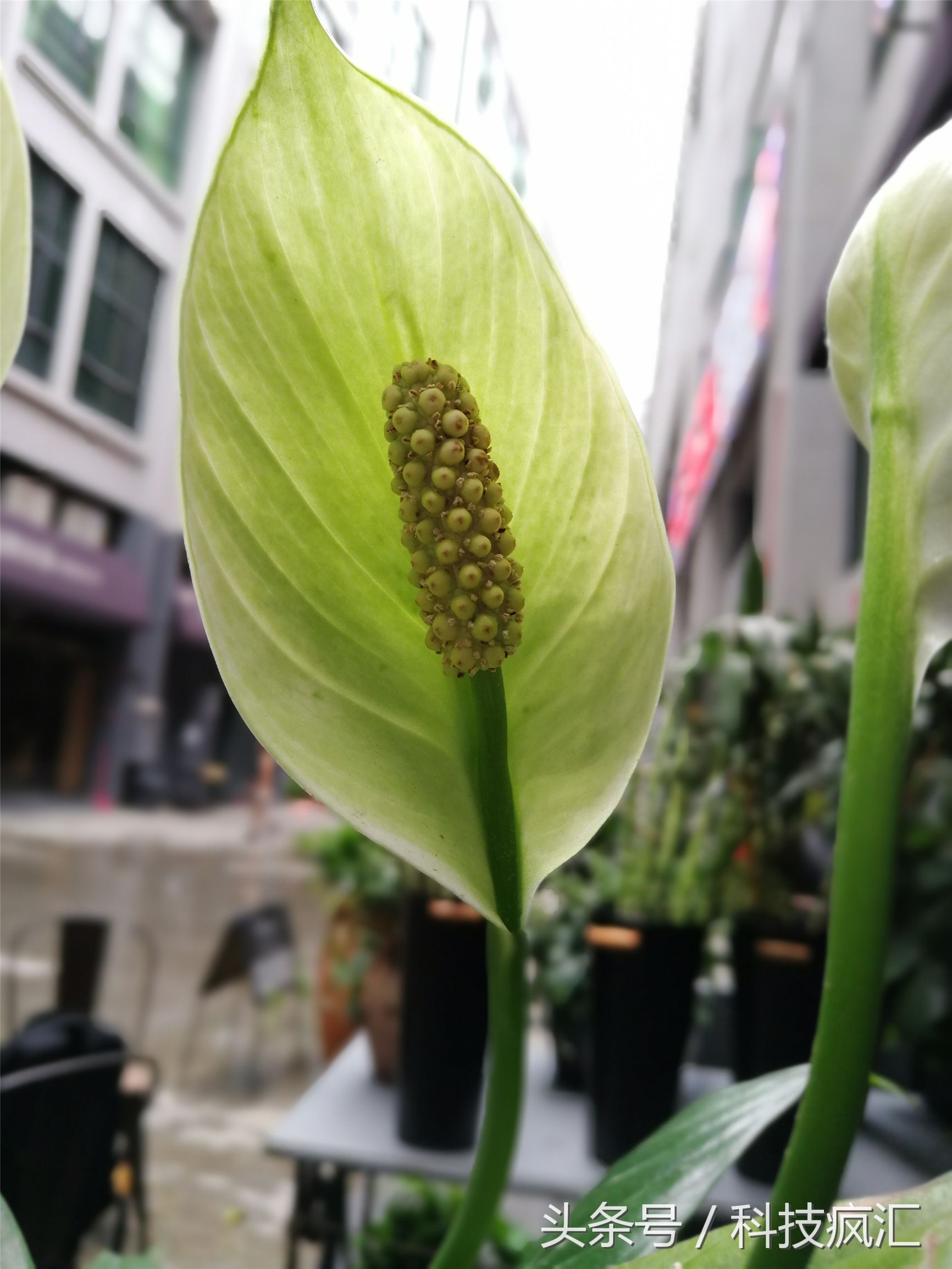 荣耀v9鸿蒙系统测评,全新的测评方式