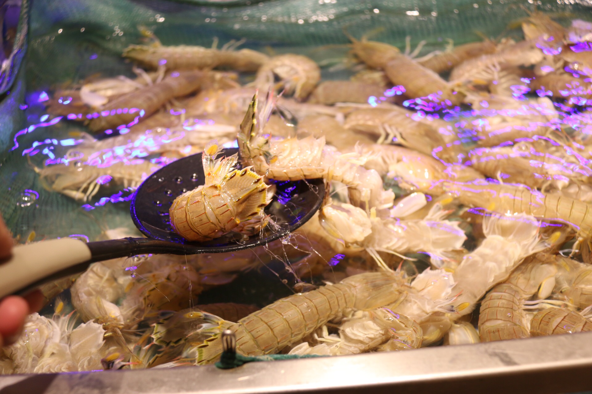 新鲜海洋海鲜,大海的味道不容错过冰鲜海鲜