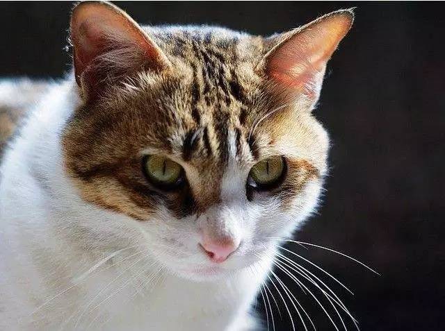 最常见的五种中华田园猫,中华田园猫有哪几种常见的