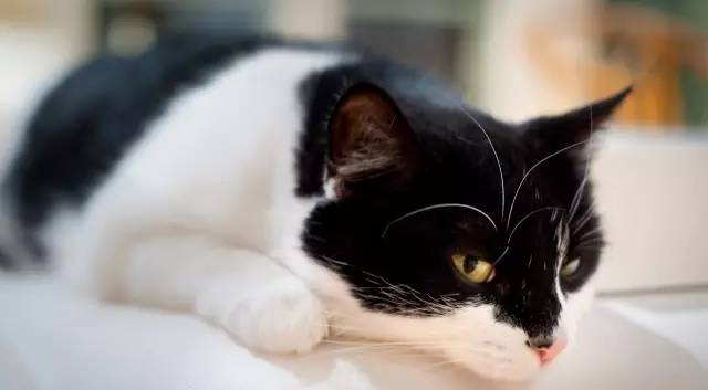 最常见的五种中华田园猫,中华田园猫有哪几种常见的