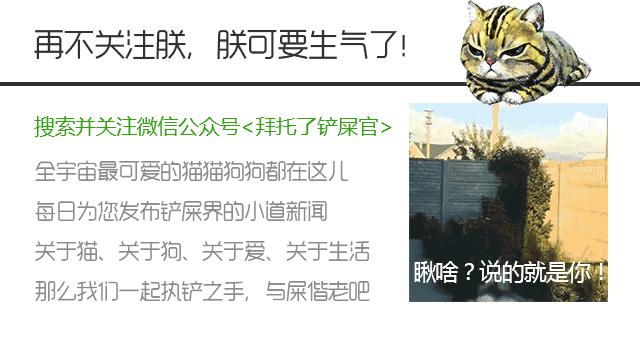 带你家狗狗一起看的电影,带宠物一起去看电影吧