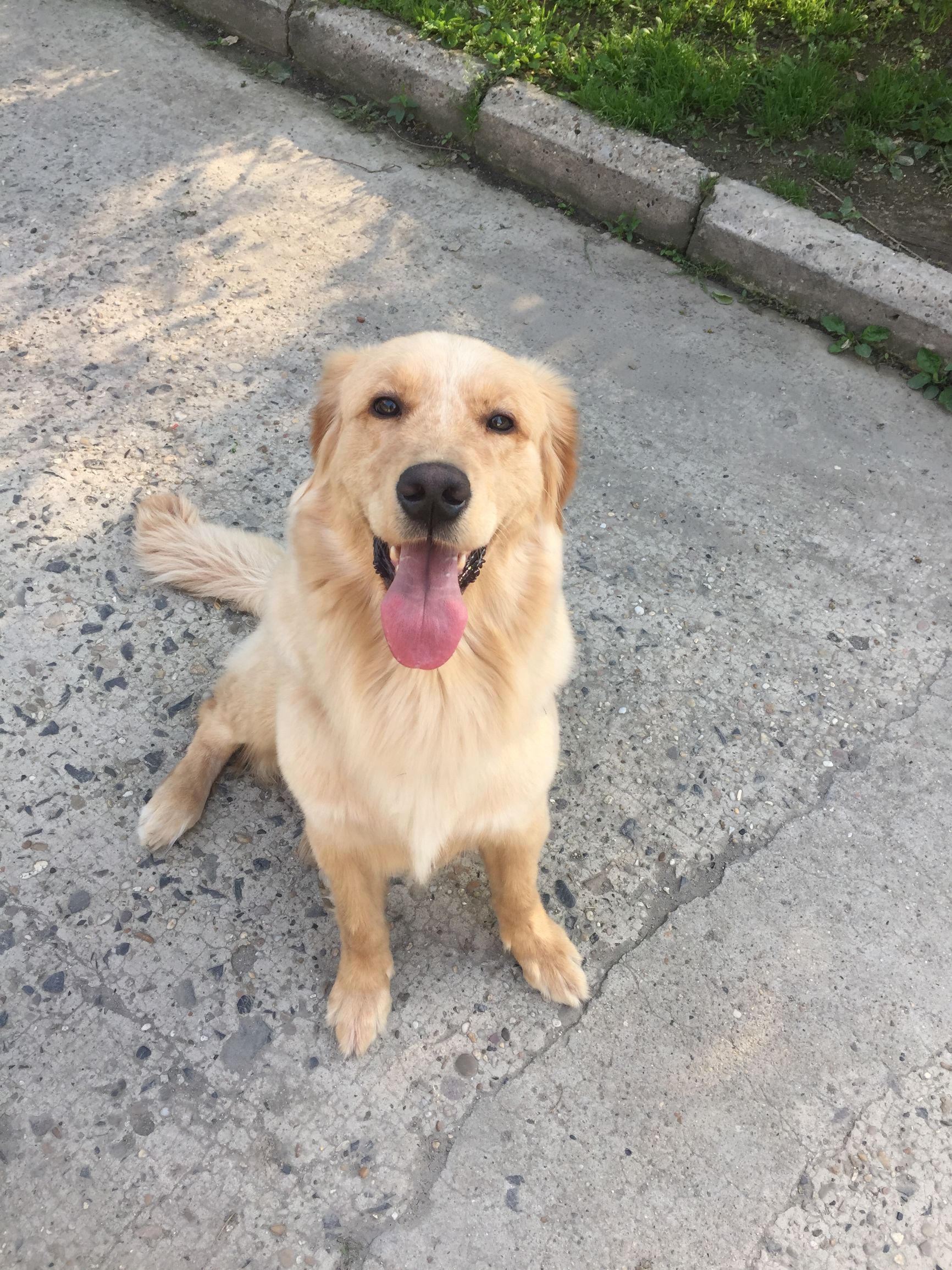 萨摩耶特别粘人怎么解决,萨摩耶特别粘人怎么办