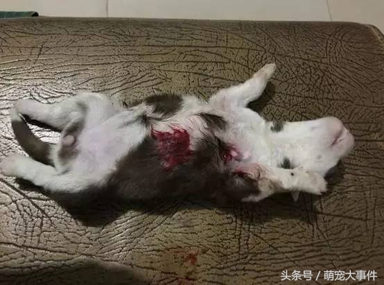 俗话说“虎毒不食子”，微笑天使萨摩耶咬死刚出生的小哈士奇