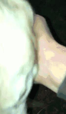 俗话说“虎毒不食子”，微笑天使萨摩耶咬死刚出生的小哈士奇