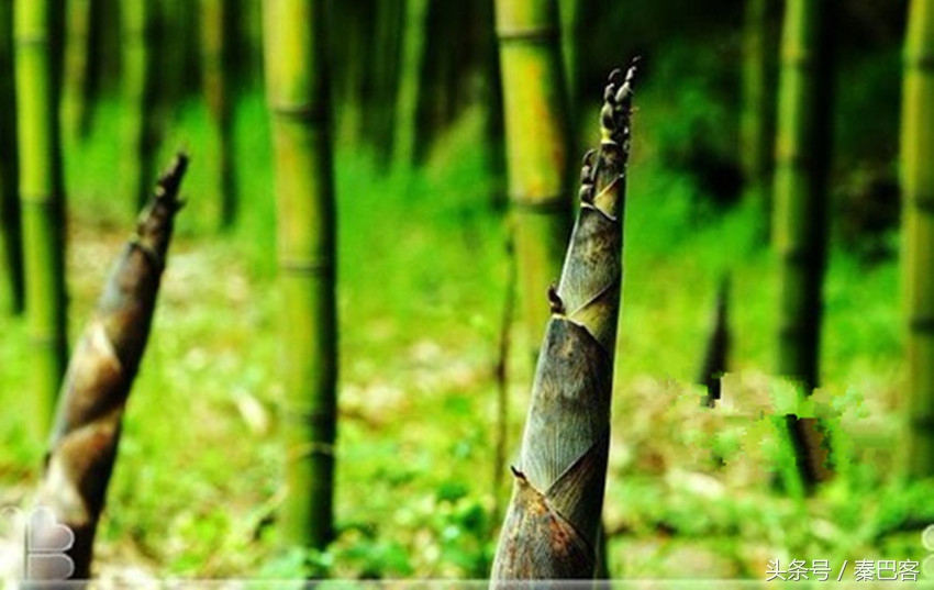 农村不值钱毛竹笋,城市人特别喜欢