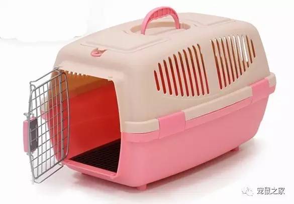 荷兰猪适宜的温度,荷兰猪夏天降温视频教学