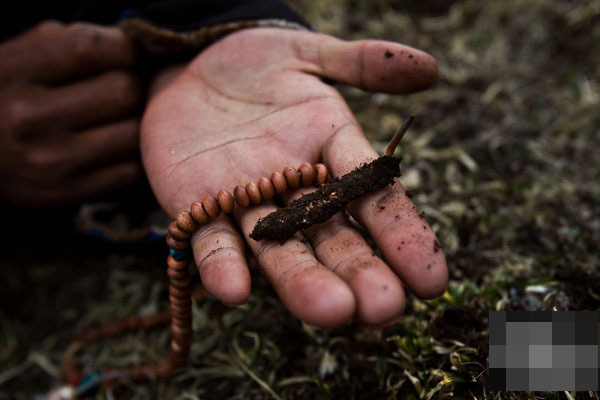 冬虫夏草对肺有什么功效,你对春天的美景了解多少