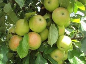 常吃哪些水果对身体有好处,吃什么水果对肺部有好处