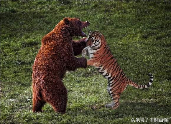 千趣百怪—非洲象西部利亚虎非洲狮棕熊犀牛大PK
