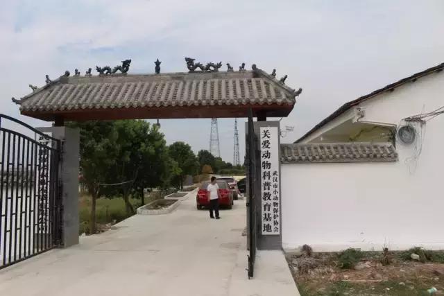 不过是一群流浪狗，却有人为它们耗尽了青春