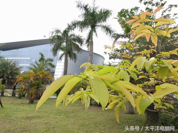 金立m6splus最低价格,金立m6splus的价格