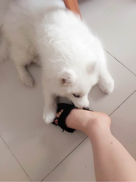 谨慎养猫有这6种坏处你能接受吗,养狗不要养萨摩耶