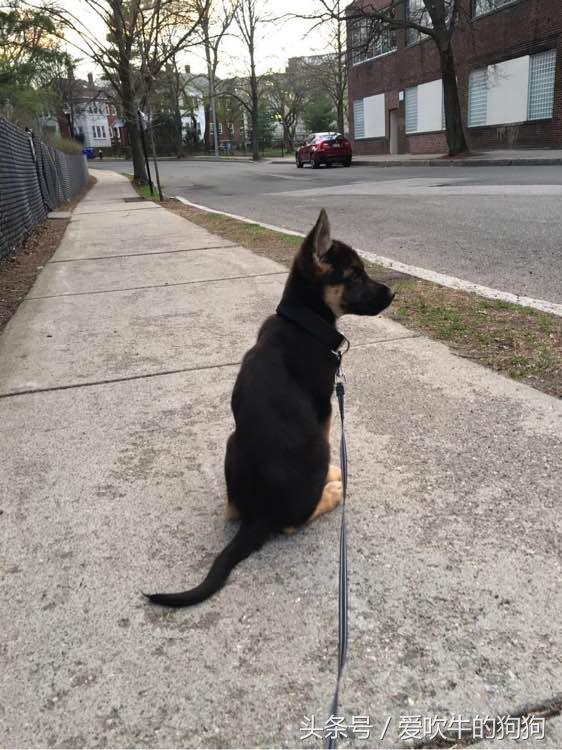 德牧小时候很淘气,德牧多大就不淘气了