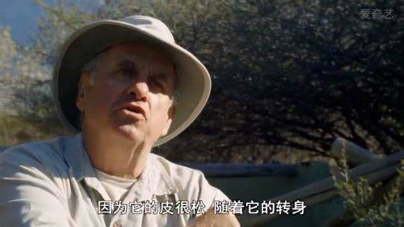 5只平头哥大战一头狮子,狮子隔着铁网吼了平头哥一声