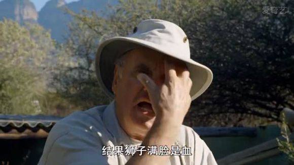 5只平头哥大战一头狮子,狮子隔着铁网吼了平头哥一声