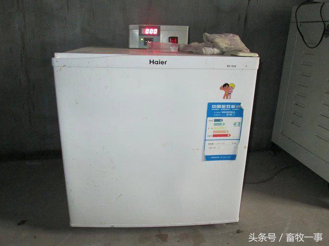 养猪技术小知识,养猪技术口诀