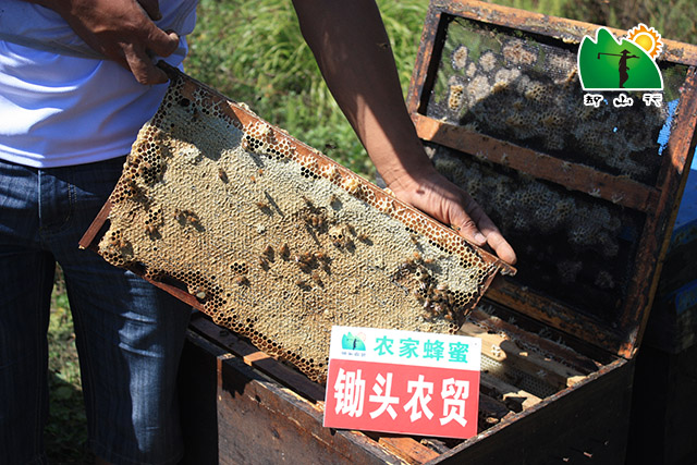 蜜蜂生病怎么办呢,蜜蜂生病的管理方法有哪些