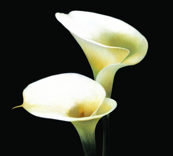 马蹄莲能在阳光不好的地方养吗,马蹄莲有毒吗适合在室内养吗