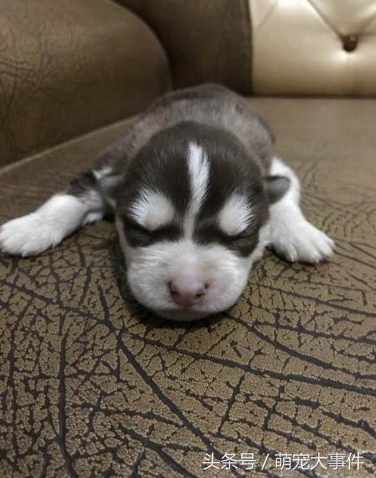 俗话说“虎毒不食子”，微笑天使萨摩耶咬死刚出生的小哈士奇