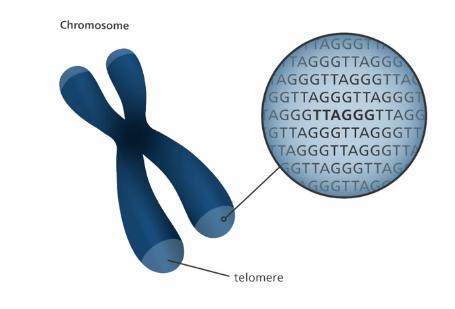 人终究会死亡到底是为了什么,人为什么终究会死去呢