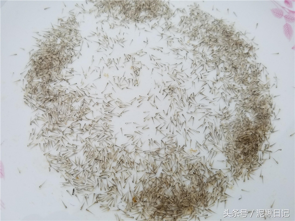 泥鳅的养殖前景和现状,泥鳅养殖前景和现状