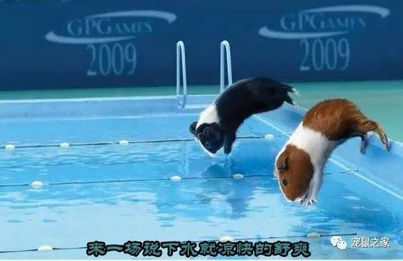 荷兰猪适宜的温度,荷兰猪夏天降温视频教学