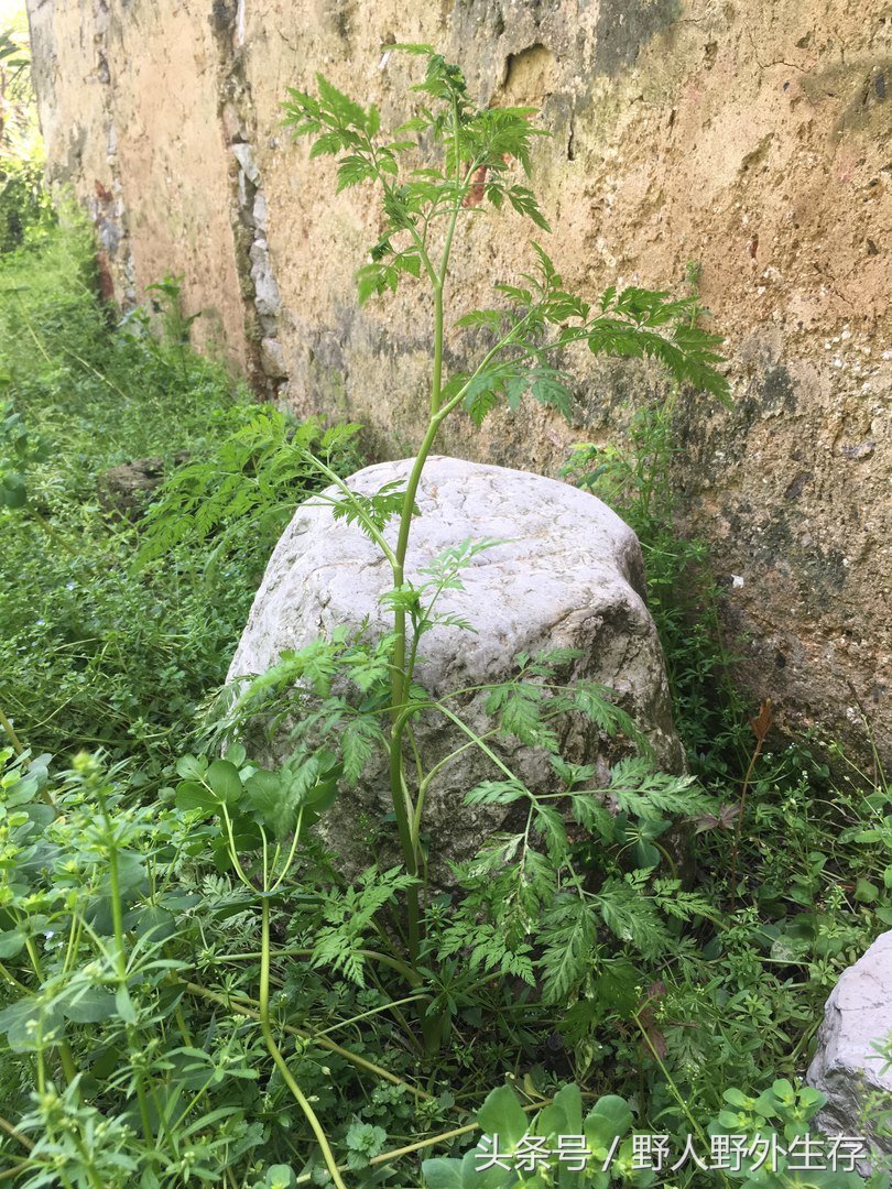 枸杞苗是什么菜,野枸杞野菜