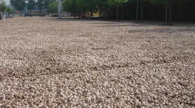 中国国际大蒜网邳州大蒜今日行情,世界大蒜看金乡