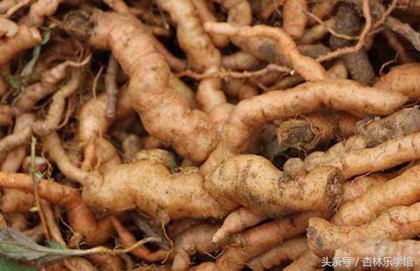 生地熟地有清热养阴的功效,血虚风燥用熟地黄还是生地黄