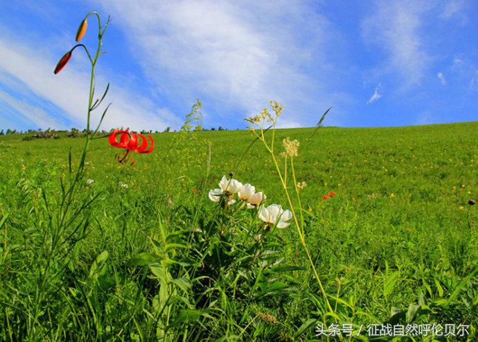 骑上草原的骏马跑一圈,骑上马马一直跟着马群怎么办