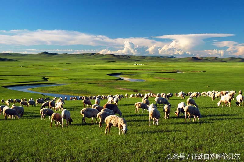 骑上草原的骏马跑一圈,骑上马马一直跟着马群怎么办