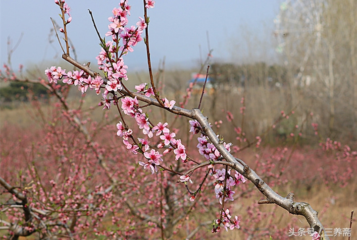 忆江南平仄填词,宋词填词模板忆江南