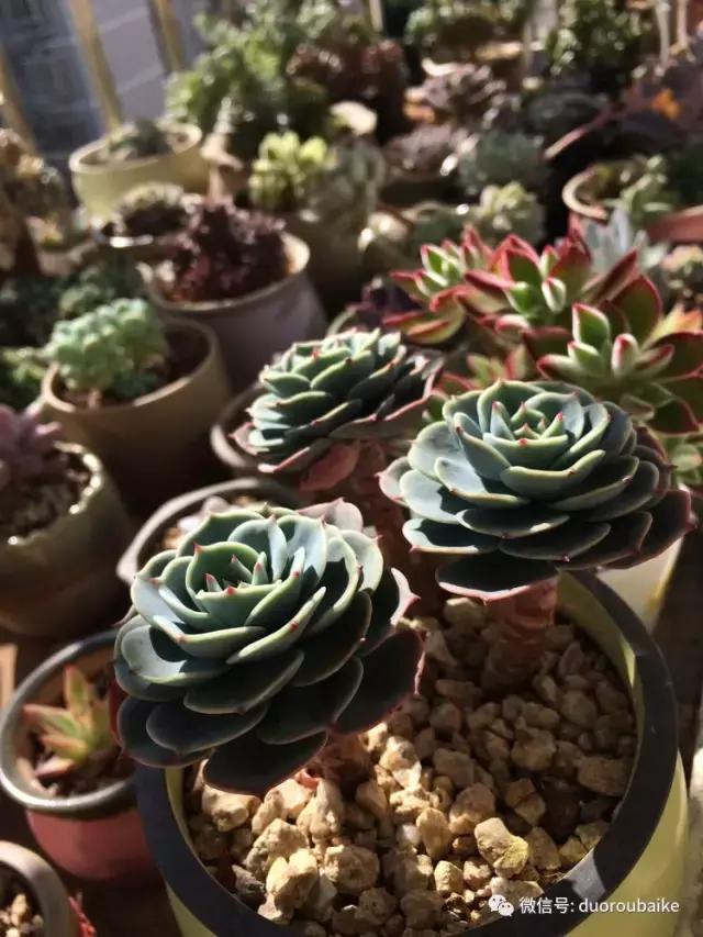 春日阳光下的绿植,阳台上最好看的多肉