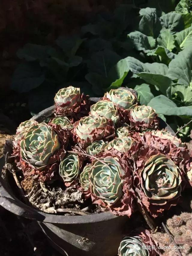 春日阳光下的绿植,阳台上最好看的多肉