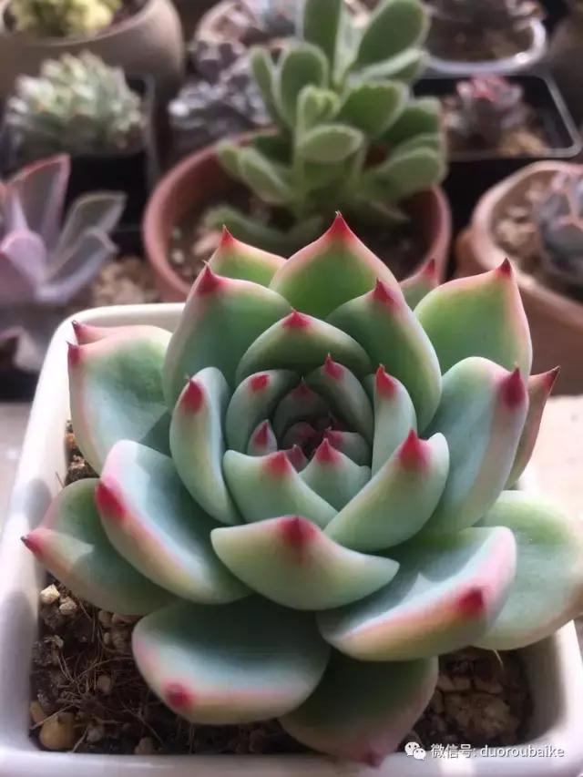 春日阳光下的绿植,阳台上最好看的多肉